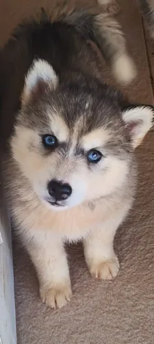 Husky Siberiano fêmea