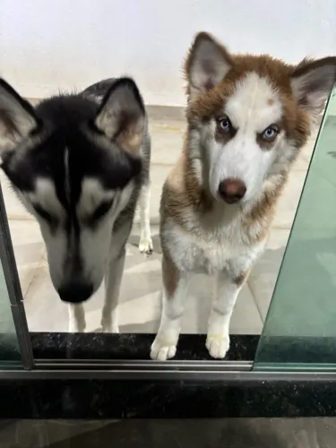Vende-se filhotes de husky siberiano 