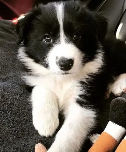 Border Collie Companhia que valoriza o convívio
