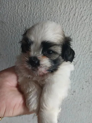 Filhote Shih-Tzu Macho só tem ele só 850,00 reais