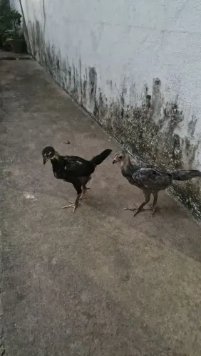 Vende se seis pinto caipira