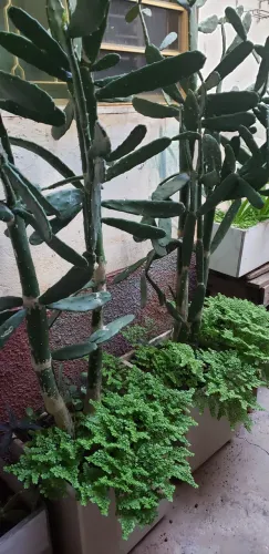 Vasos com planta, tm 35x35x35, uma é 250$ as duas 400$