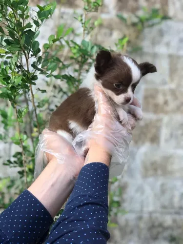 Chihuahua Pelo Longo com Loja Física e Pós-Venda
