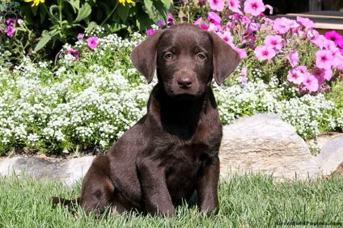 ?Labrador filhotes disponíveis agora?