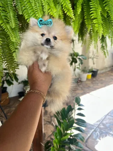 Lulu da Pomerânia