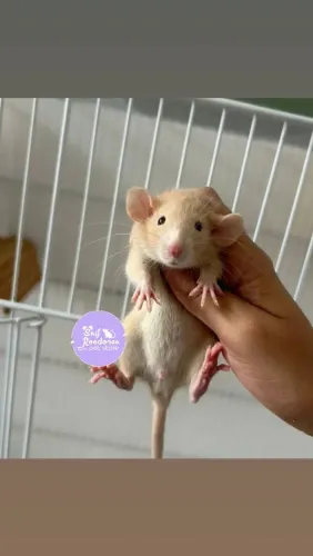 Rato twister filhotes