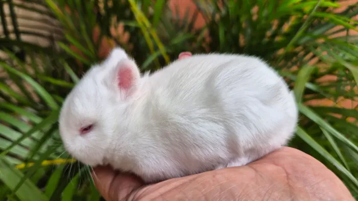 Lindo Netherland Albino!