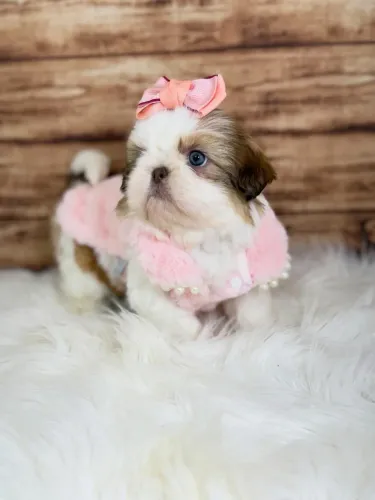 Shihtzu