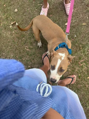 Cachorro pra doação