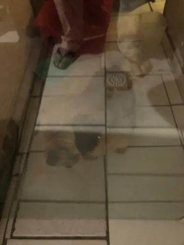 Estou doando este cachorro chipisao