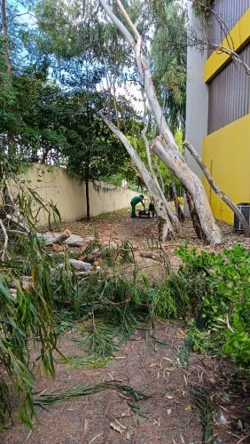 Serviço de poda de árvore com motosserra