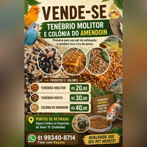 Tenébrio Molitor (novidade)