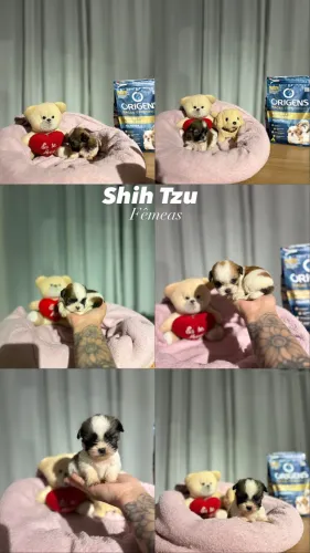 Shih Tzu Fêmea 10x R$190