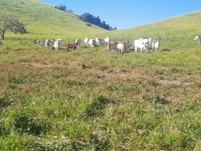 Fazenda São José do Acácio 25Km de GV!
