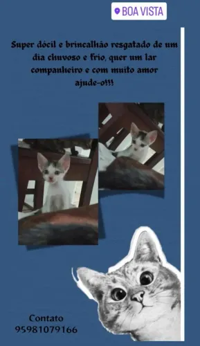 Gatinho esperto