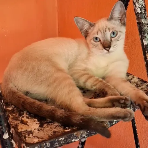 Gato Macho, 5 Meses Para Adoção
