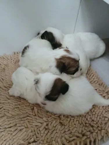 Cachorro Lhasa apsu