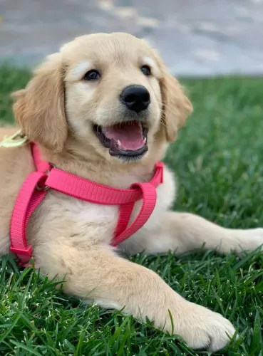 Golden Retriever Uma fofura que pode conquistar você aos poucos
