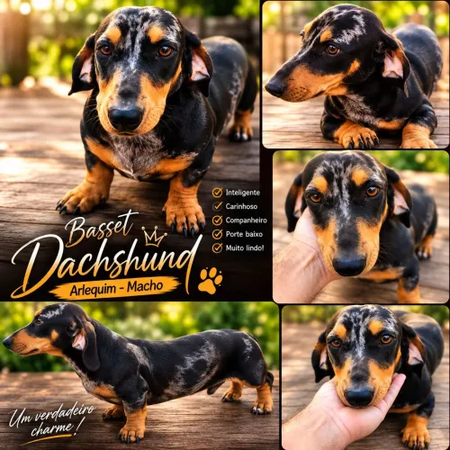 Basset dachshund arlequim macho