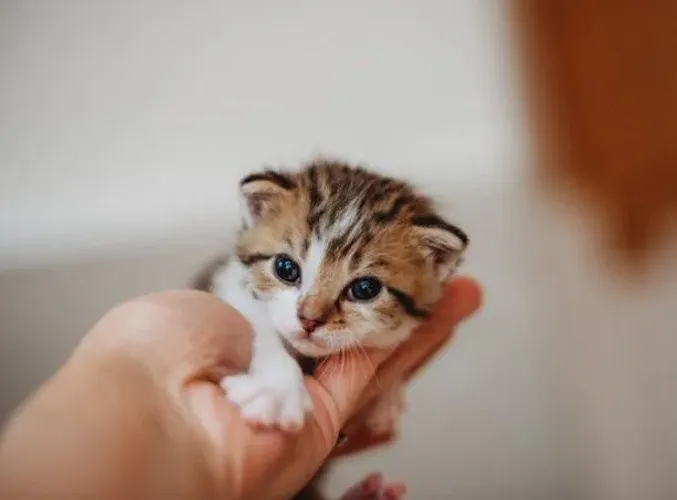 Gatos