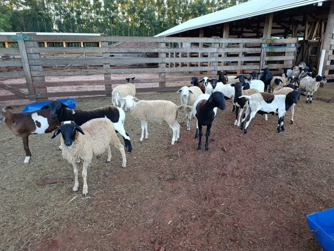 Lote 40 carneiros para venda