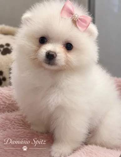 Lulu fêmea