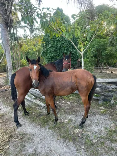 Égua e Potra mãe e filha