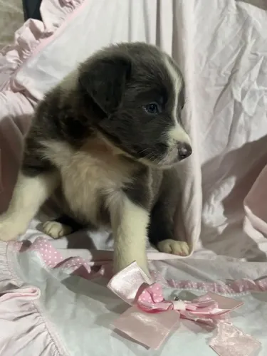 Border Collie | clique e fale no WhatsApp