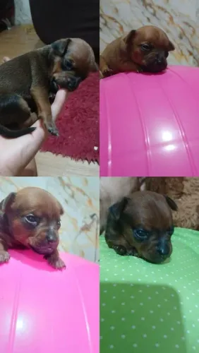 Vende 2 pincher macho nasceu 4 de maio podem faser tuas reservas moramos no.guara 2 