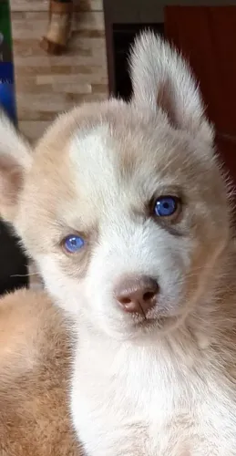 Filhote de husky siberiano