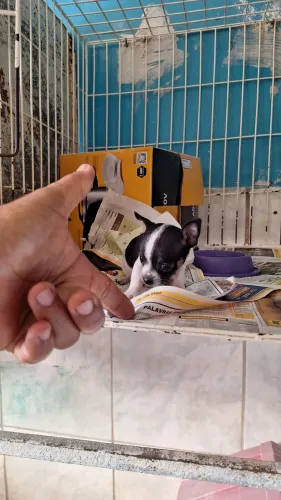 Pinsher n,0 mini puros aptir  d 1500 a 3800 passo cartão parcele * zap