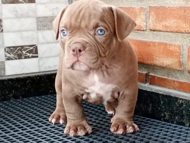 Filhotes de American bully