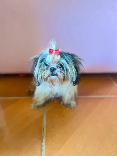 Shitzu micro Fêmea 