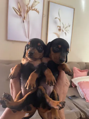 Filhotes de salsicha(Dachshund)Fêmeas.