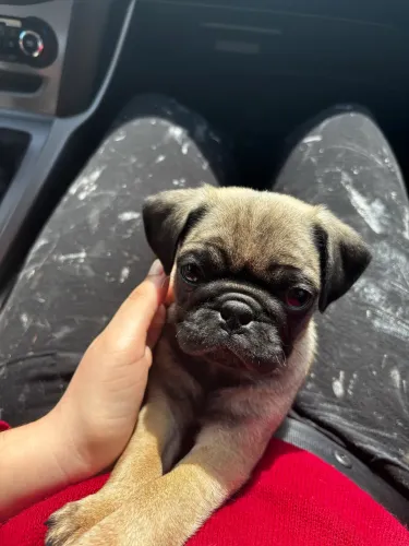 Pug macho - filhote