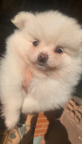 Cachorro Raça Spitz Alemão