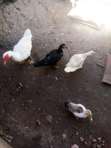 Patos