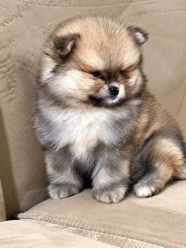Filhote Lulu da pomerânia