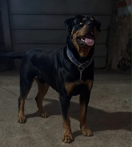 Rottweiler disponível para Cobertura / Cruzamento