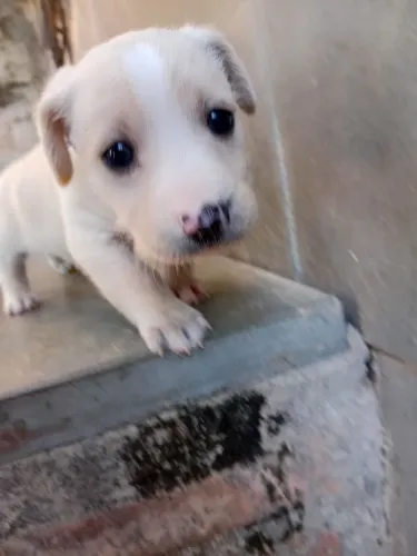 Filhote de cachorro