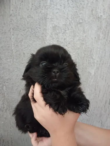 Filhotes de shih tzu macho