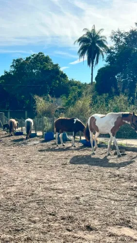 Cavalo Mangalarga macho