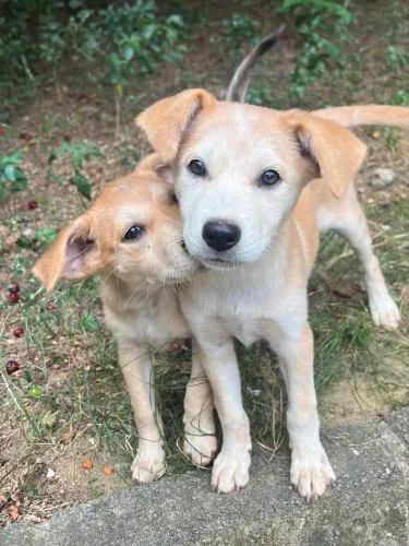 ADOÇÃO COM AMOR EM DOBRO