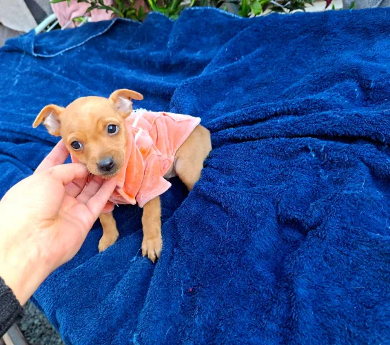 Pinscher Miniatura Machinhos