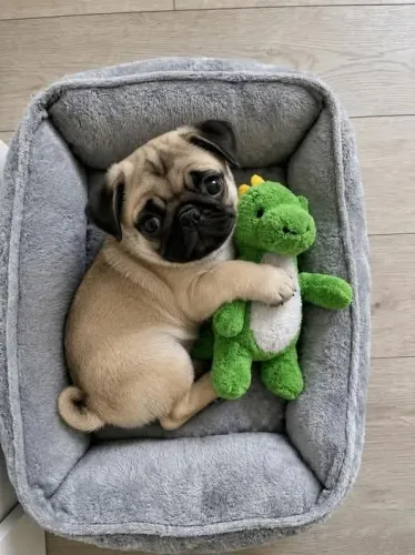 Pug Filhotes disponíveis para conquistar seu coração