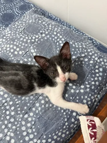Gata filhote para adoção Frajola