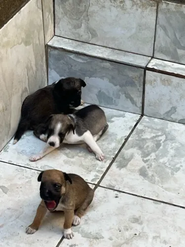 Doou filhotes de cachorro com 1 mês de vida