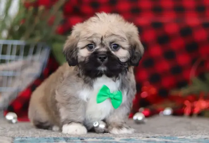Lhasa Apso lindos esperando por você! Chama no WhatsApp!