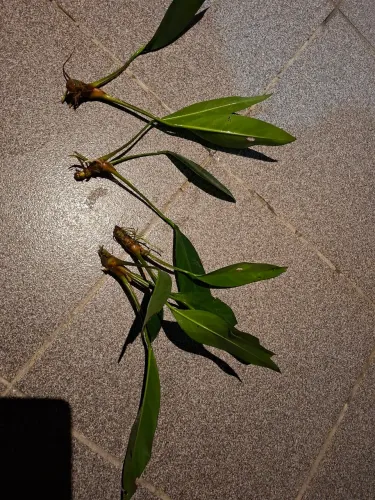 Decoração aquário