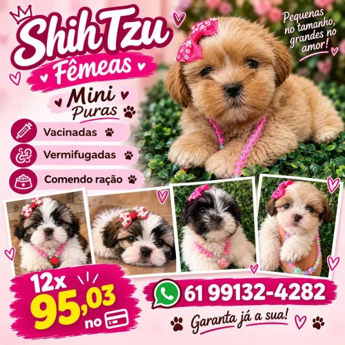 Shih Tzu fêmeas mini - 12x de 95,03
